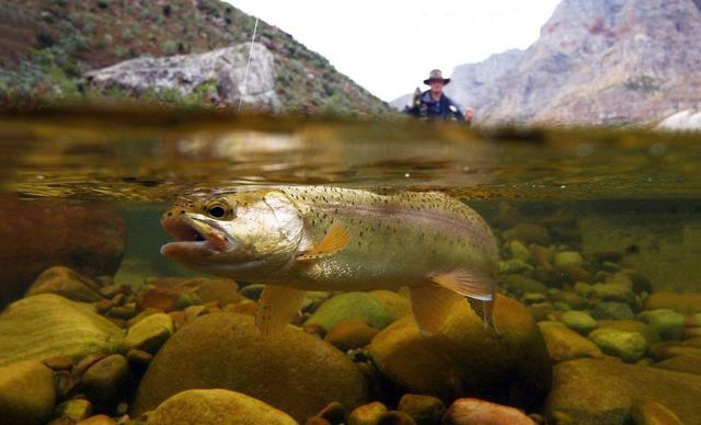 Знімки підводного світу на поверхні води - фото 296505