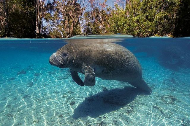 Знімки підводного світу на поверхні води - фото 296508