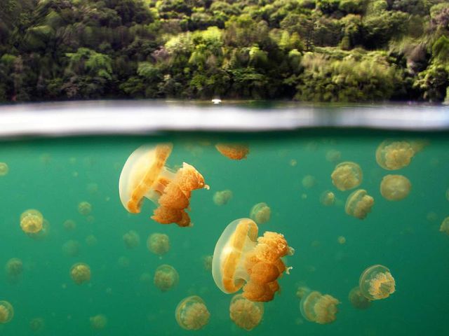 Знімки підводного світу на поверхні води - фото 296511