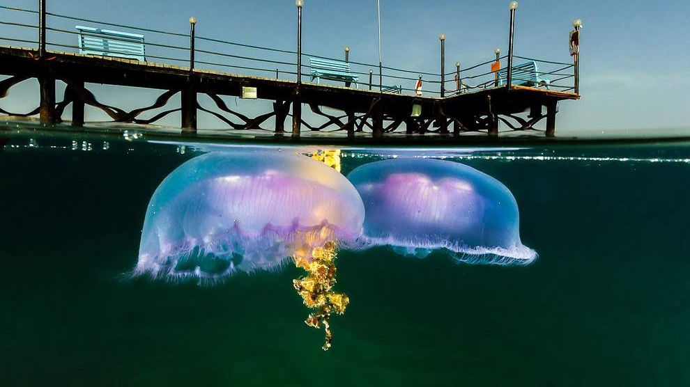 Глибини приховують безліч таємниць - фото 1