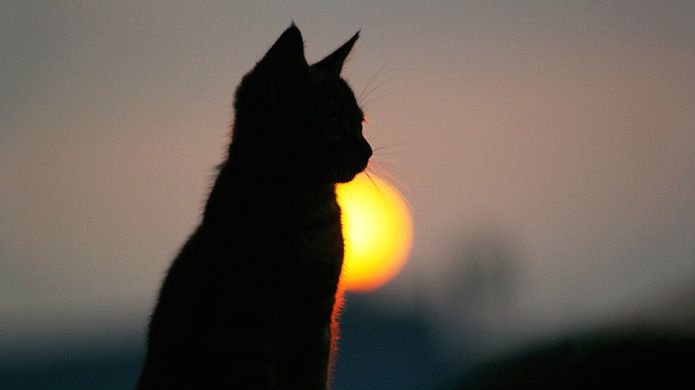 Щасливе місце кота-інтроверта: зворушливе фото