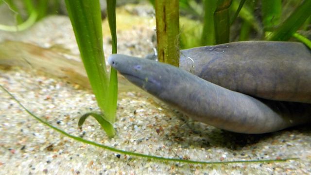 На честь Дональда Трампа назвали земноводне- фото 297249