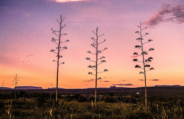 Дика краса Південної Америки: вражаючі фото - фото 297331