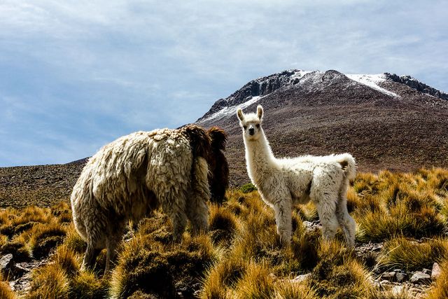 Дика краса Південної Америки: вражаючі фото - фото 297341