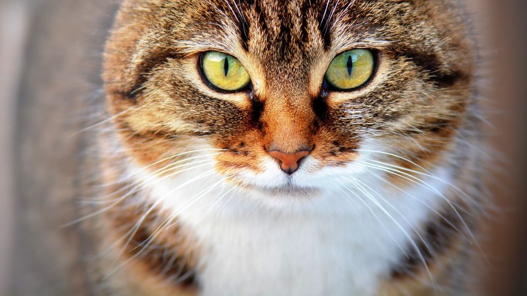 Зосереджений кіт у шапці Санти підкорив мережу