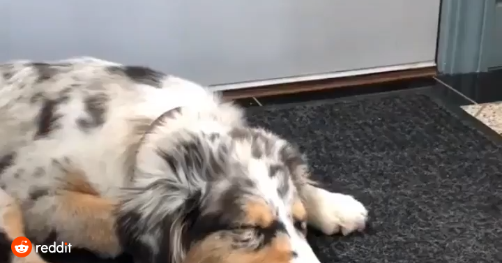 Це був не сон: здивований собака розвеселив Reddit