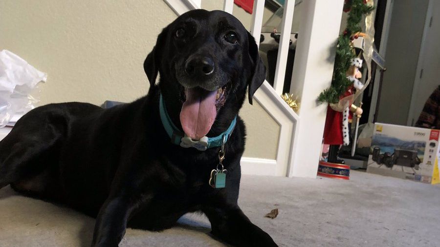 Собака отримав безліч улюблених іграшок - фото 1