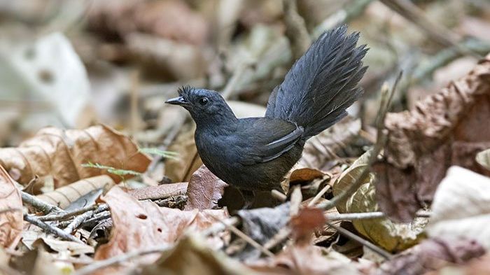 Дослідники помітили в Бразилії унікальну тварину