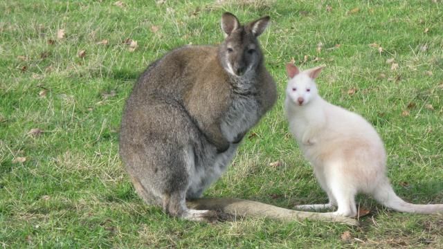Кенгуру-альбінос народився у Франції - фото 298135