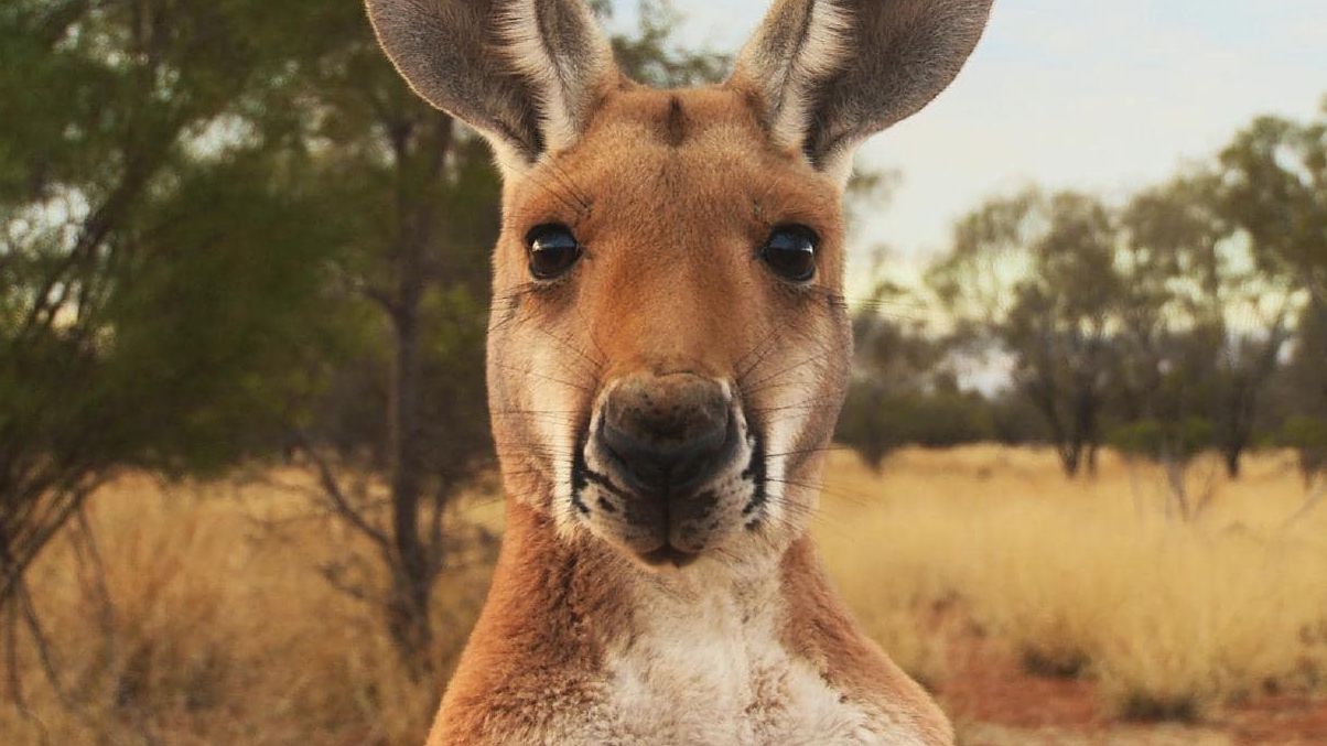 Народився рідкісний кенгуру - фото 1