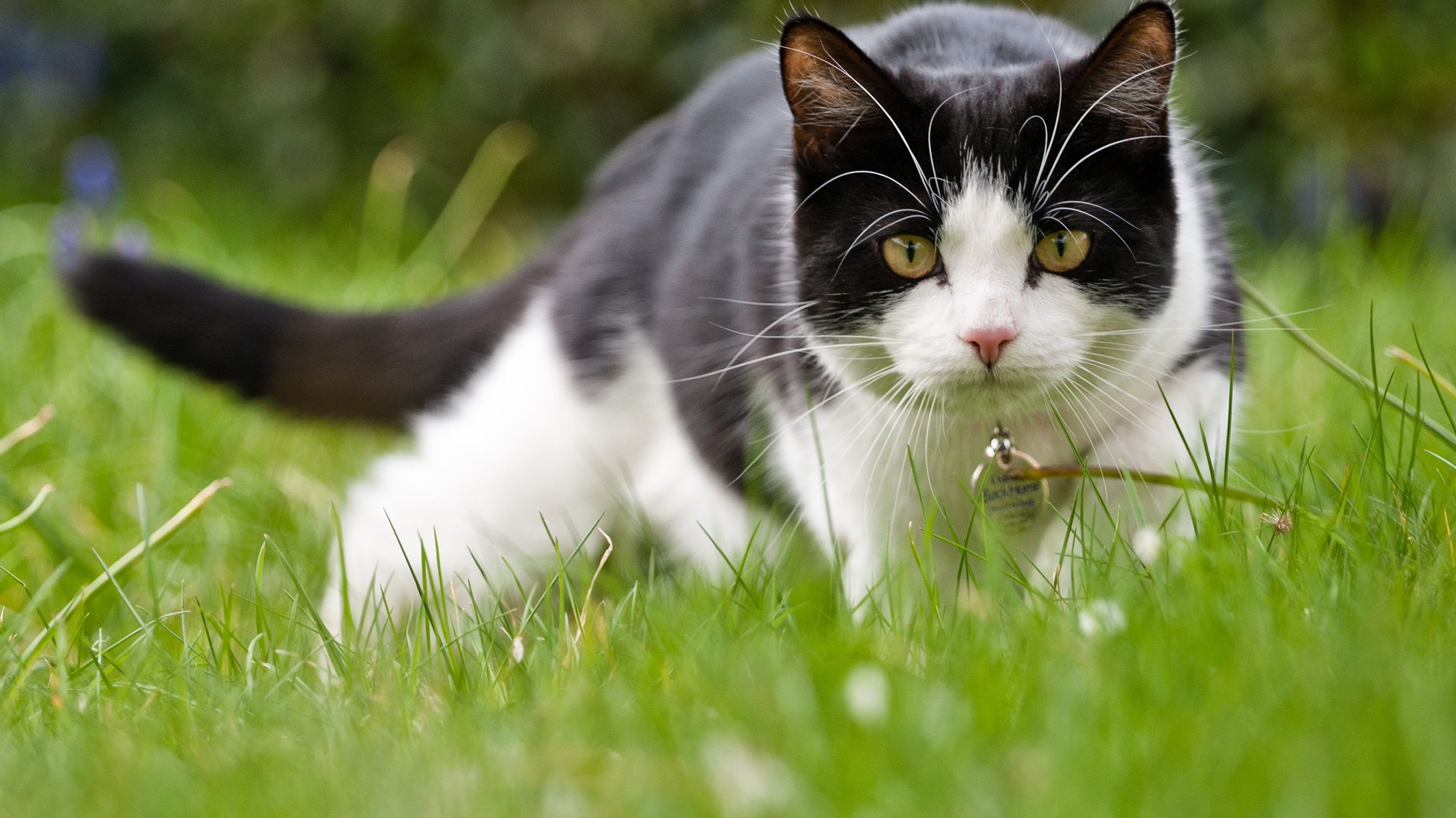 Ваш пухнастик більше не сидітиме під дверима - фото 1