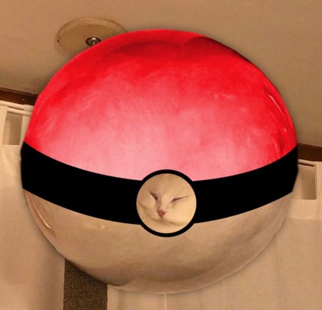 Кумедного сплячого кота перетворили на мем - фото 298393