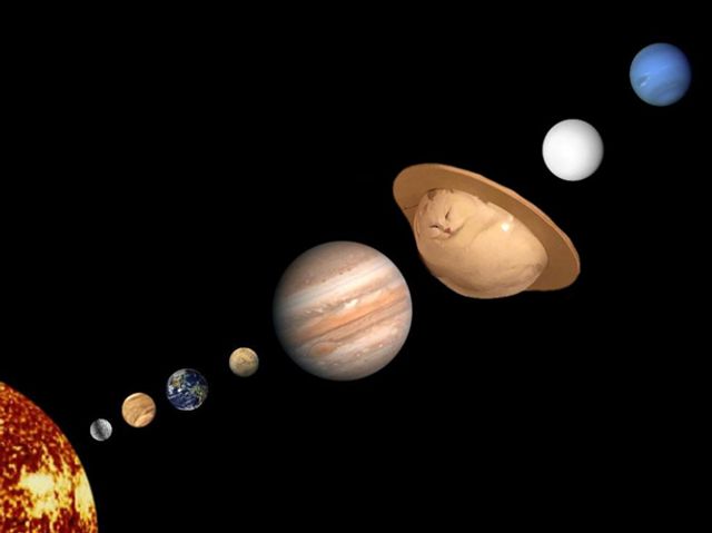 Кумедного сплячого кота перетворили на мем - фото 298398