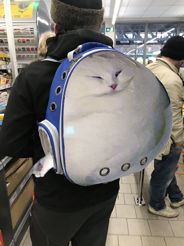 Кумедного сплячого кота перетворили на мем - фото 298400