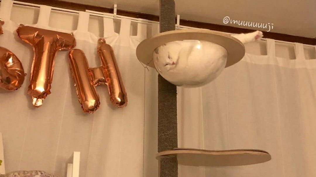 У пухнастика є власна сторінка в Instagram - фото 1