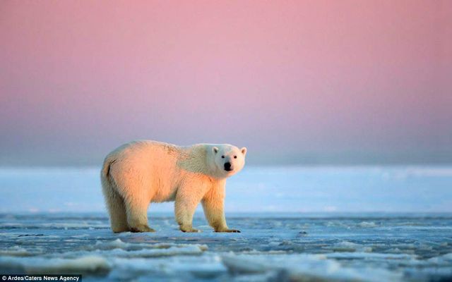 Фотографу дивом вдалося зняти білих ведмедів на тлі заходу сонця - фото 298415