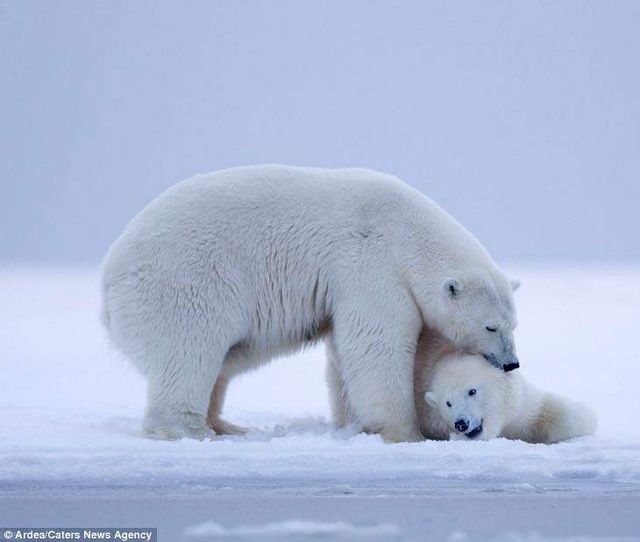 Фотографу дивом вдалося зняти білих ведмедів на тлі заходу сонця - фото 298417
