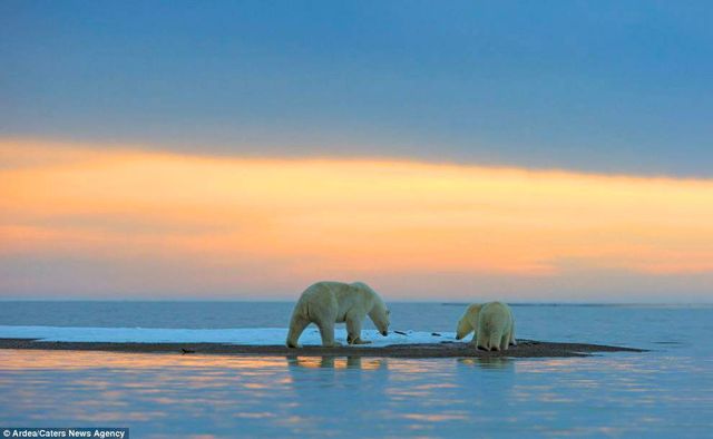 Фотографу дивом вдалося зняти білих ведмедів на тлі заходу сонця - фото 298419