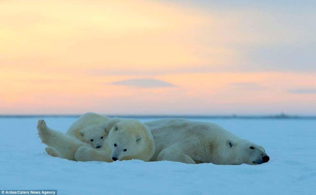 Фотографу дивом вдалося зняти білих ведмедів на тлі заходу сонця - фото 298420