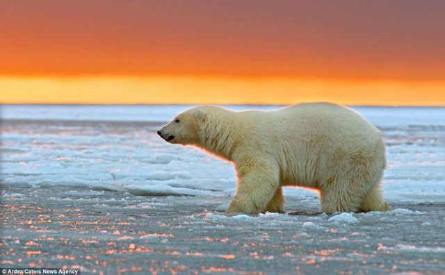 Фотографу дивом вдалося зняти білих ведмедів на тлі заходу сонця - фото 298421