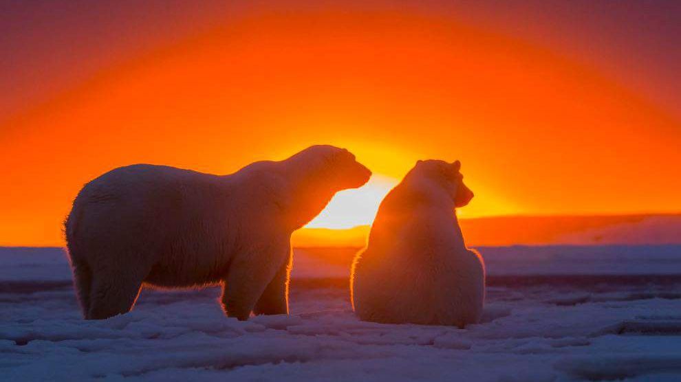 На фото – мати зі своїми двома дитинчатами - фото 1