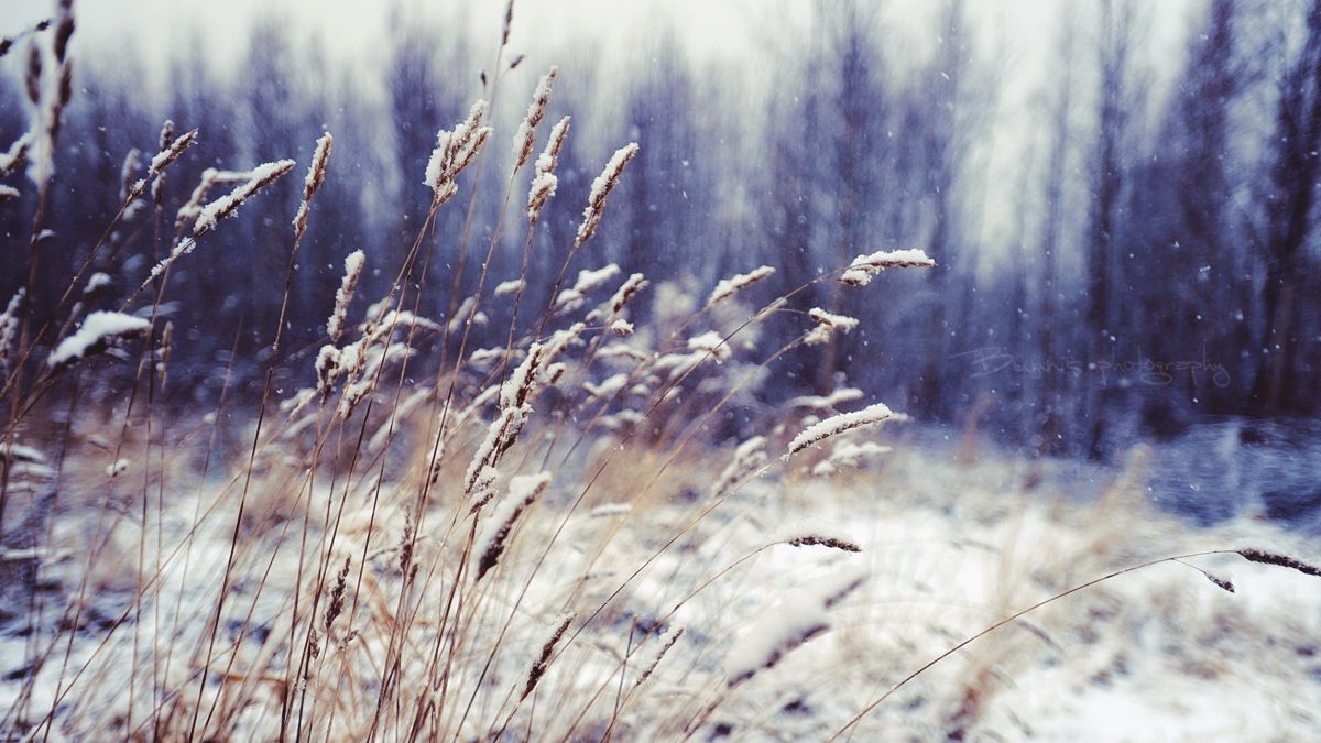 Українців попередили про сильний вітер і хуртовини