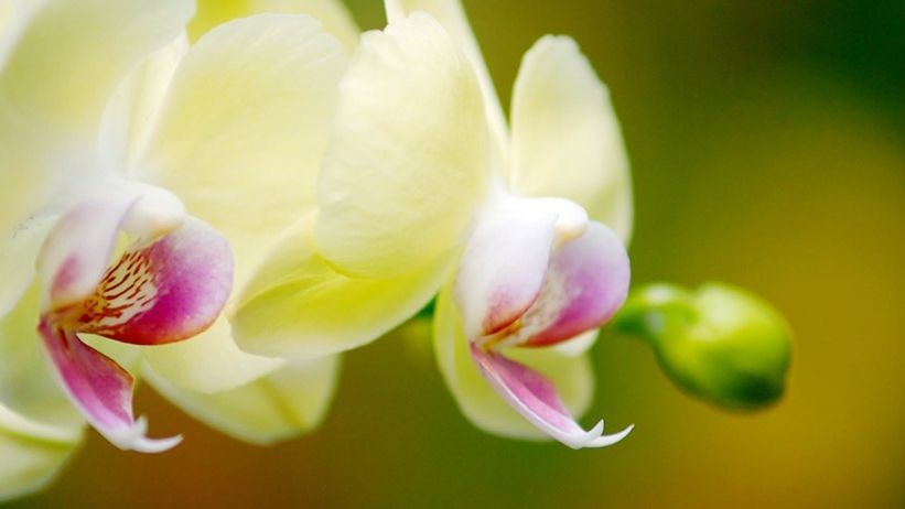 Вчені знайшли новий вид орхідей із запахом шампанського