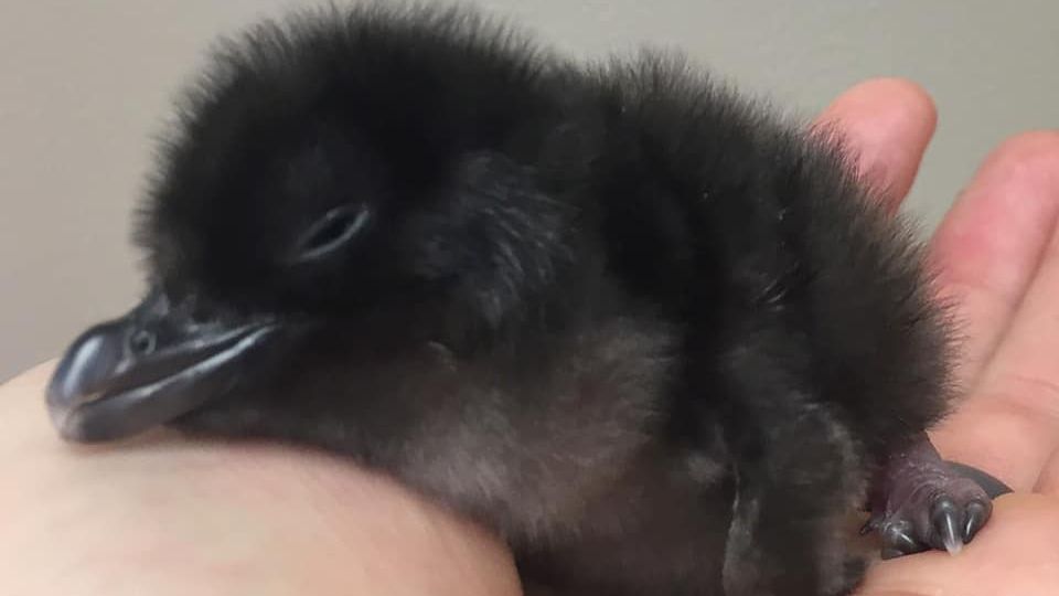 Крихітне дитинча пінгвіна показали на милому відео