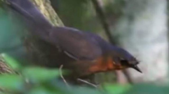 Так виглядає найрідкісніший птах на планеті - фото 298992