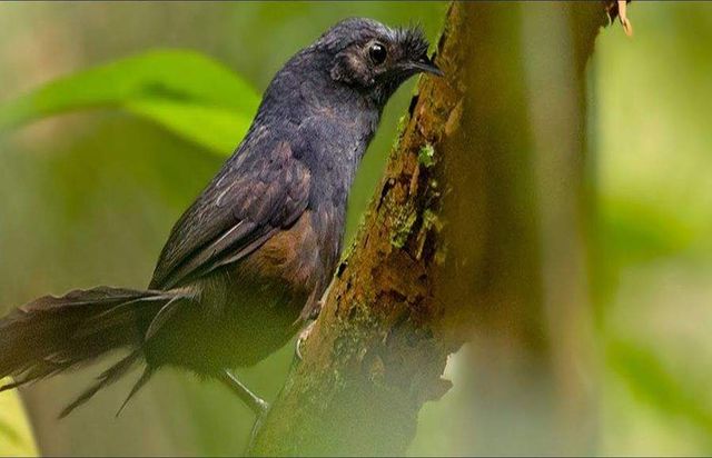 Так виглядає найрідкісніший птах на планеті - фото 298993