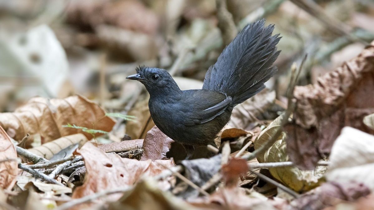 Так виглядає найрідкісніший птах на планеті