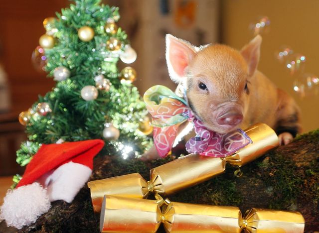 Новий рік 2019 - фото 299248