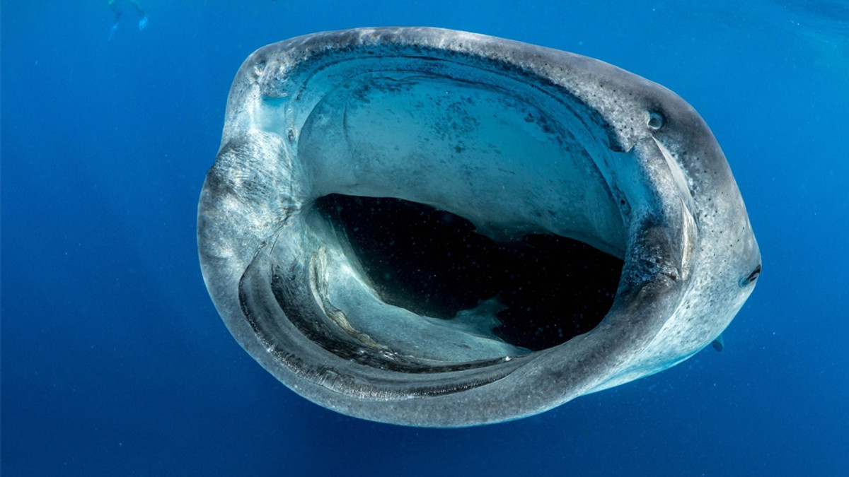 Китова акула - фото 1