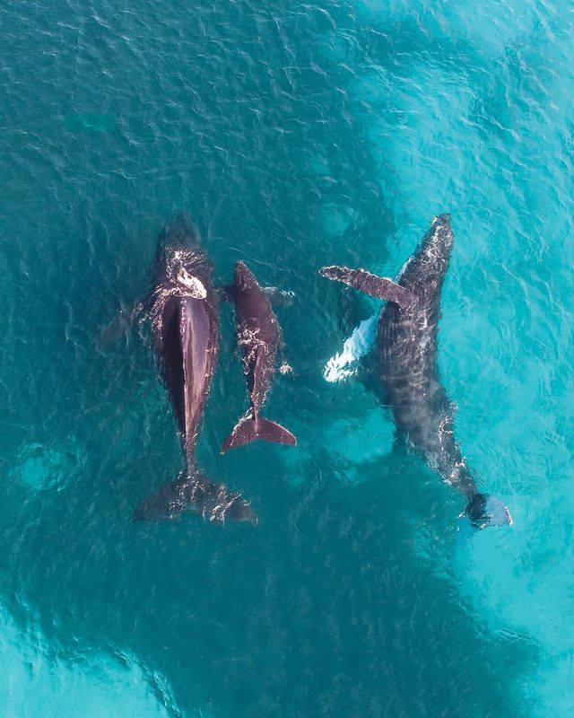 Австралія з висоти пташиного польоту: ефектні фото Мітчелла Кларка - фото 299276