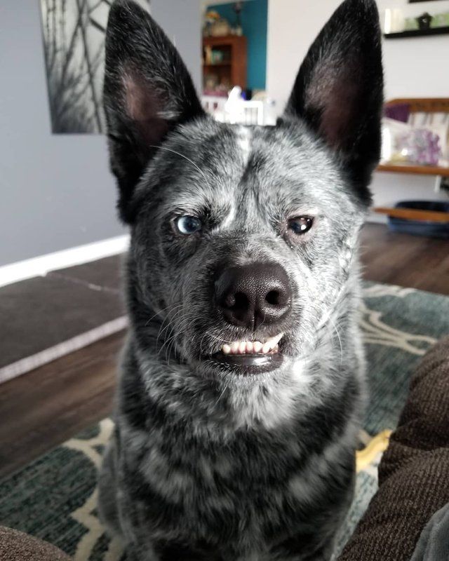 Небезпечний пес - фото 1