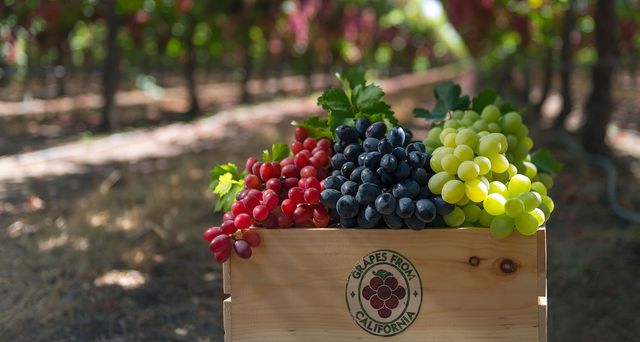 Виноградні кісточки виявилися корисними - фото 299706