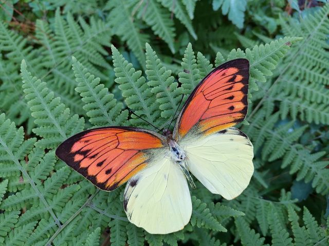 З'явилися перші фото, зроблені на камеру смартфона Honor View 20 - фото 299950