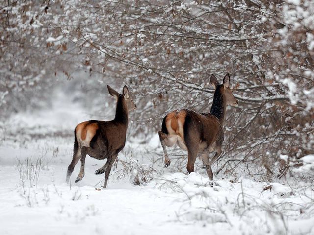 У мережі показали, як дикі тварини зимують у Чорнобилі - фото 300155