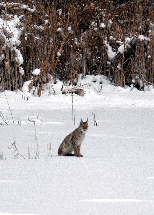 У мережі показали, як дикі тварини зимують у Чорнобилі - фото 300156