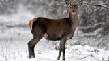 У мережі показали, як дикі тварини зимують у Чорнобилі