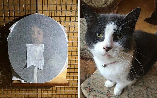 Як кіт зіпсував витвір мистецтва: фотофакт - фото 300294