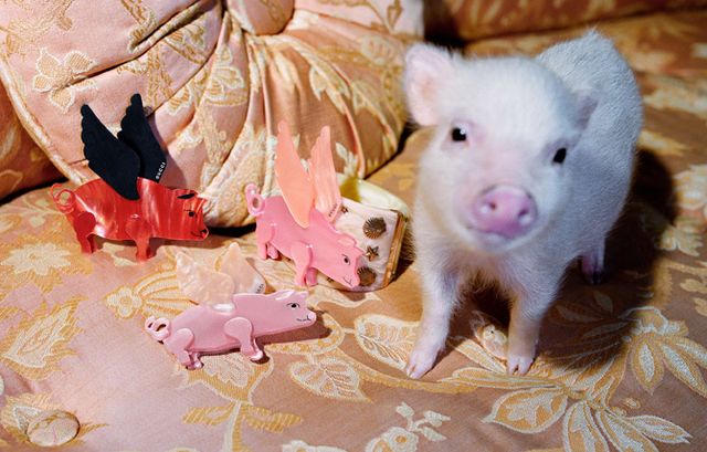 Маленькі свинки стали героями кампейну Gucci - фото 300333