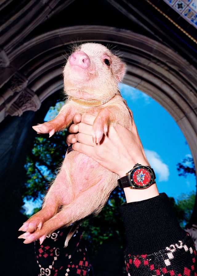 Маленькі свинки стали героями кампейну Gucci - фото 300334