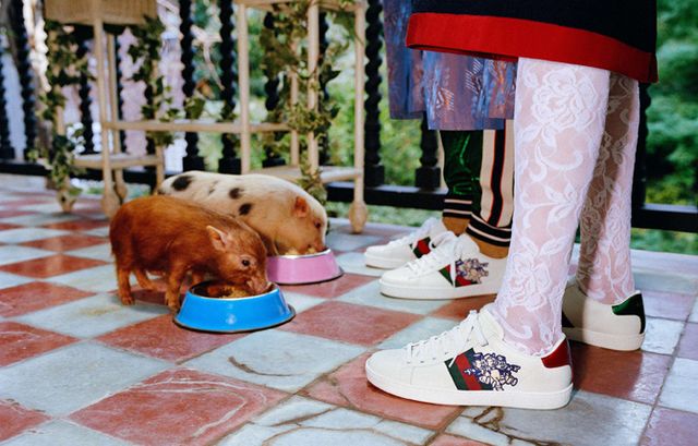 Маленькі свинки стали героями кампейну Gucci - фото 300337