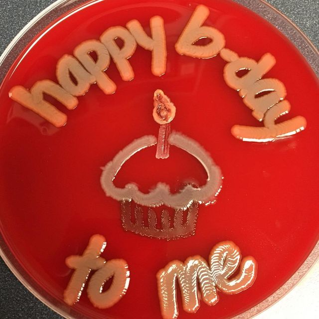 Мікробіолог створює малюнки за допомогою бактерій - фото 300531