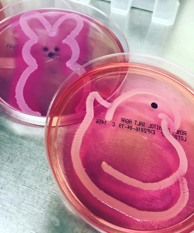 Мікробіолог створює малюнки за допомогою бактерій - фото 300532