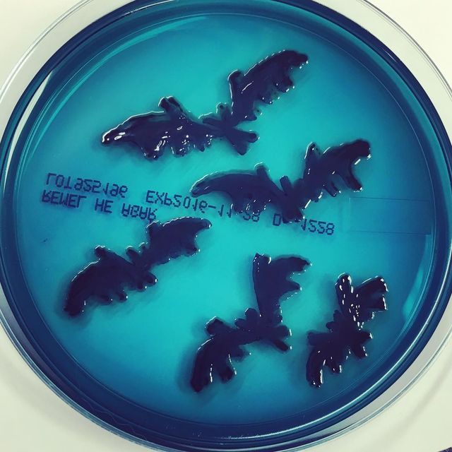 Мікробіолог створює малюнки за допомогою бактерій - фото 300533