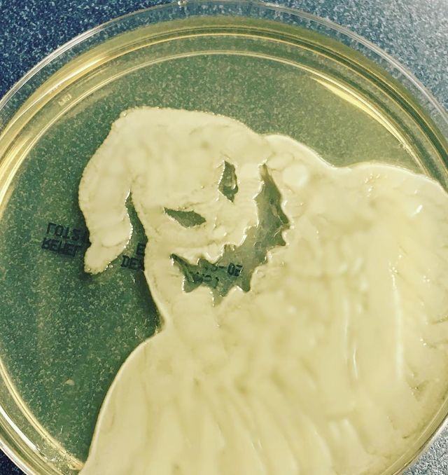 Мікробіолог створює малюнки за допомогою бактерій - фото 300534