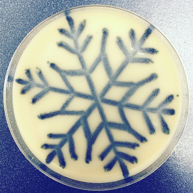 Мікробіолог створює малюнки за допомогою бактерій - фото 300535