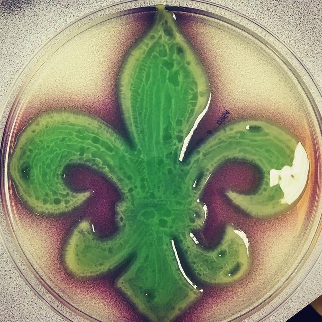 Мікробіолог створює малюнки за допомогою бактерій - фото 300536